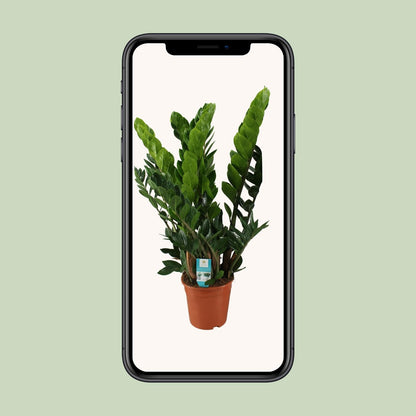 Zamioculcas Zamiifolia  - Ø21cm - ↕80cm