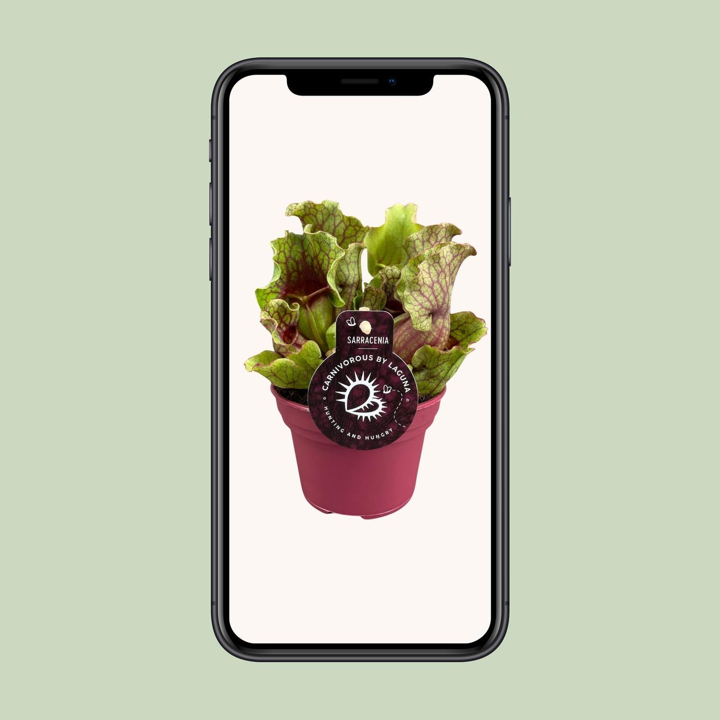 Sarracenia - Ø12 ↕20