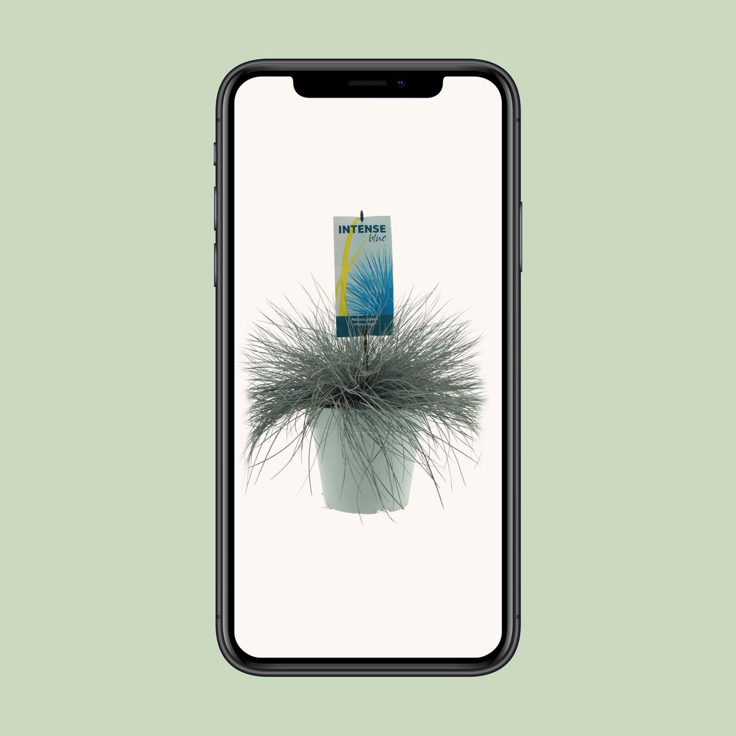 Festuca Glauca Intense Blue - Ø23cm - ↕50cm