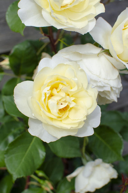 Rosa Crazy in love 'Vanilla' - Creme-Rose - Ø15cm - ↕65cm