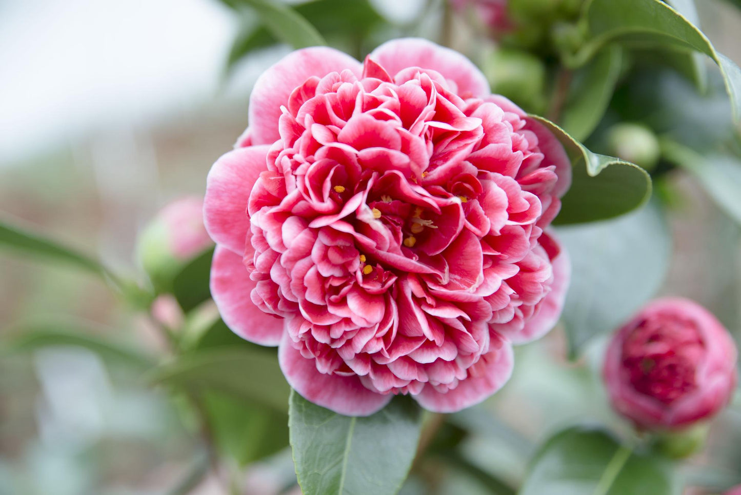 Camellia jap. 'Volunteer' - Ø13cm - ↕20cm