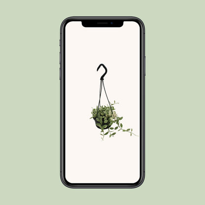 Dischidia Ionantha Variegata - Ø10,5 ↕15