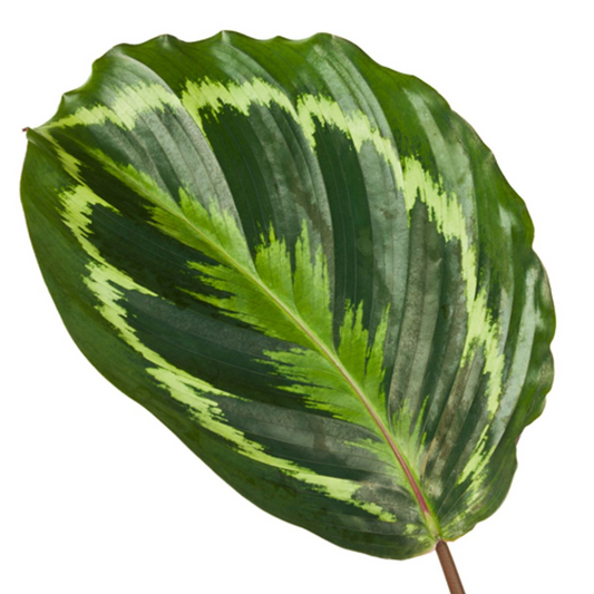 Korbmarante Medallion – Exotische, pflegeleichte Zimmerpflanze 80 cm