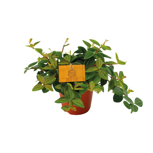 Peperomia Ang. Roc. Scuro - Ø12cm - ↕20cm
