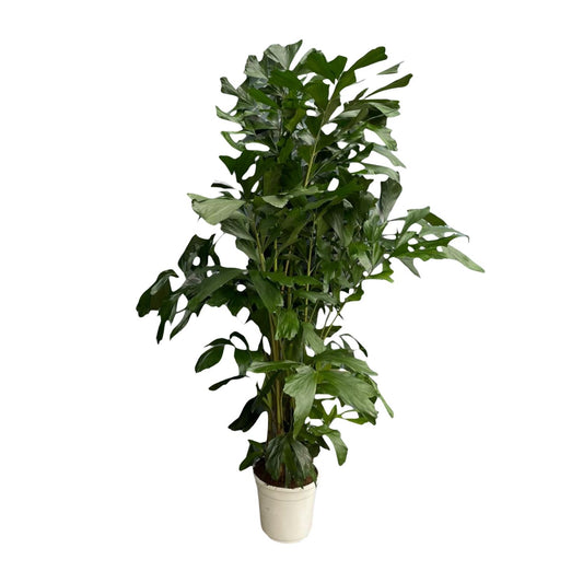 Fischschwanzpalme 180 cm – Exotische Zimmerpflanze