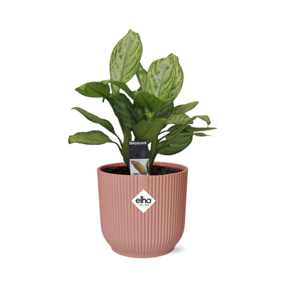 Aglaonema Christina in ELHO Vibes Fold 14cm roze