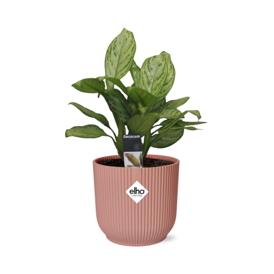 Aglaonema Christina in ELHO Vibes Fold 14cm roze