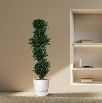 Drachenbaum Compacta – 170 cm pflegeleichte Zimmerpflanze