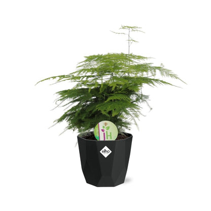 Asparagus ‘Plumosus’ in 14cm b.for rock living black