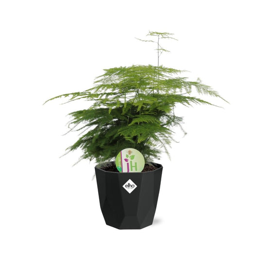 Asparagus ‘Plumosus’ in 14cm b.for rock living black
