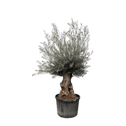 Olivenbaum Bonsai 270 cm – Mediterrane Eleganz