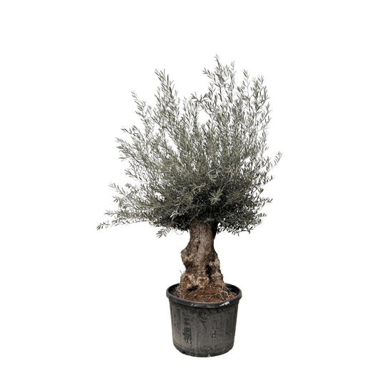 Olivenbaum Bonsai 270 cm – Mediterrane Eleganz