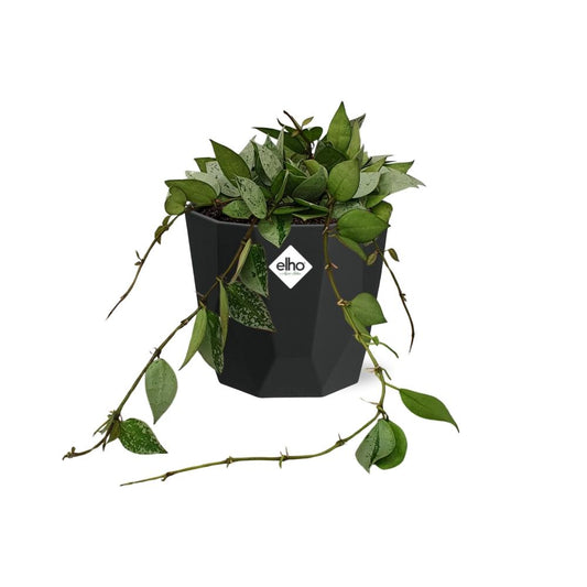 Hoya Krohniana Eskimo in 14cm b.for rock living black