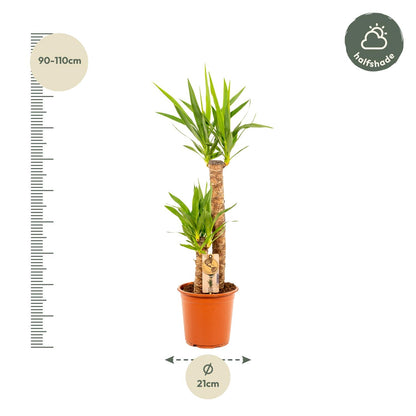 Yucca Palme (Palmlilie) – 100 cm, Ø 21 cm Topf
