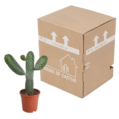 Opuntia consulae - 17cm - zonder pot