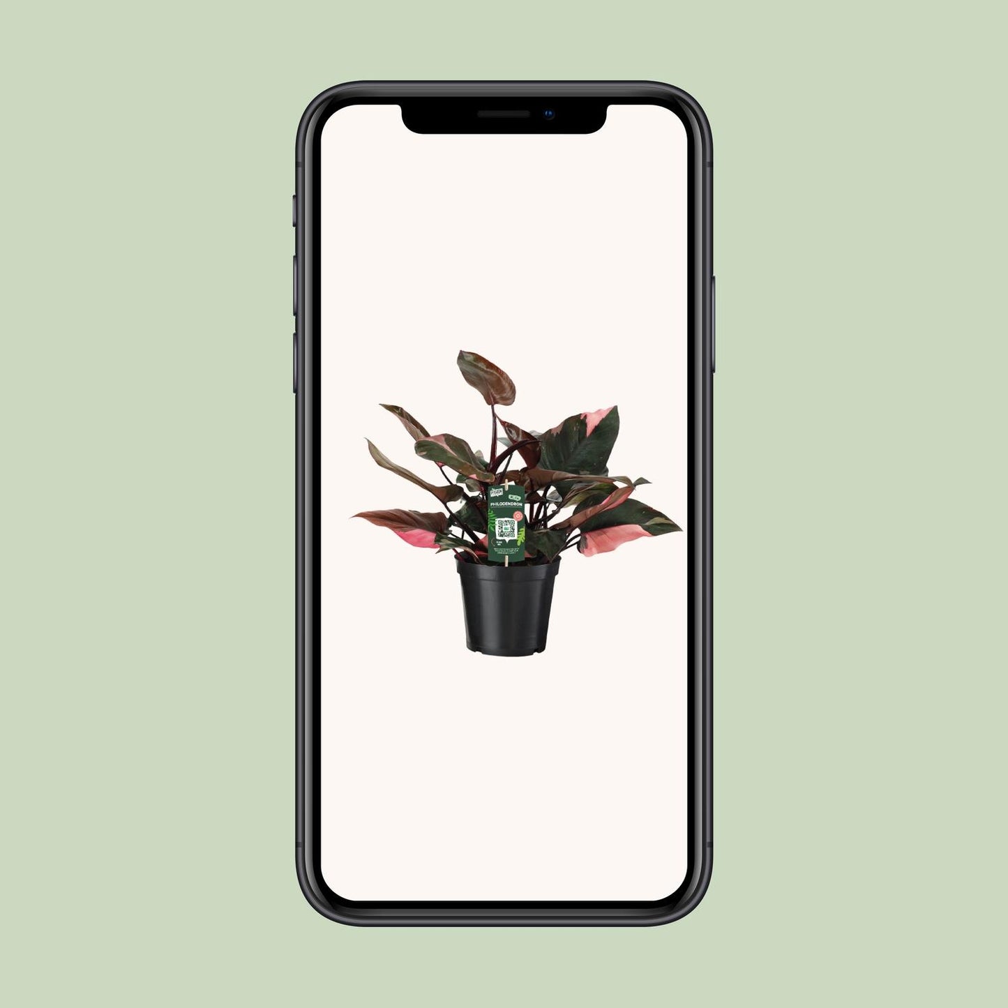 Philodendron Pink Princess - Ø19cm - ↕50cm