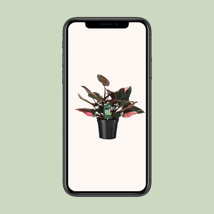 Philodendron Pink Princess - Ø19cm - ↕50cm