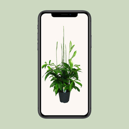 Dracaena Surculosa - Ø17cm - ↕60cm