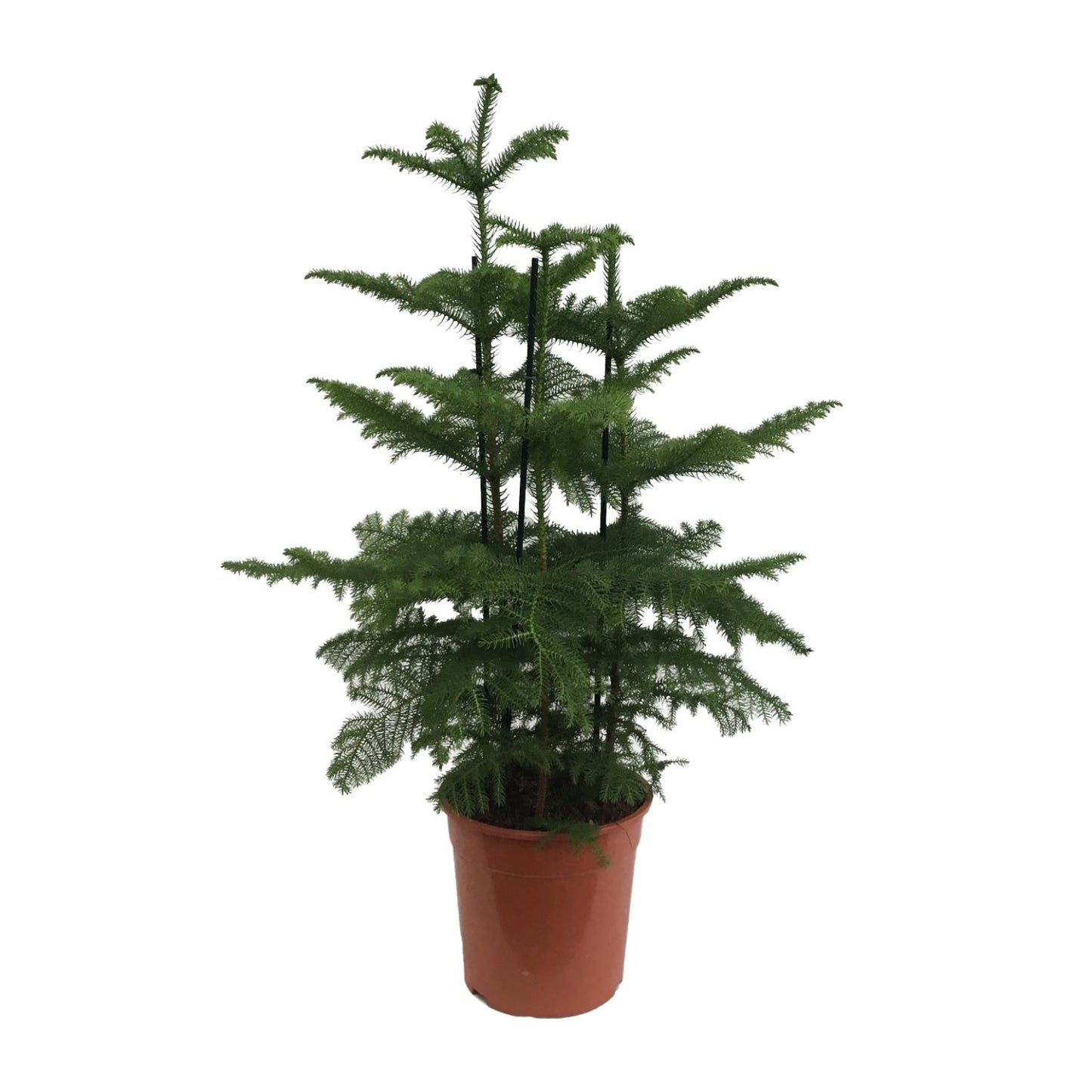 Araucaria (2 Tak) - Ø27cm - ↕110cm