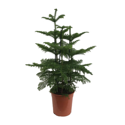Araucaria (2 Tak) - Ø27cm - ↕110cm
