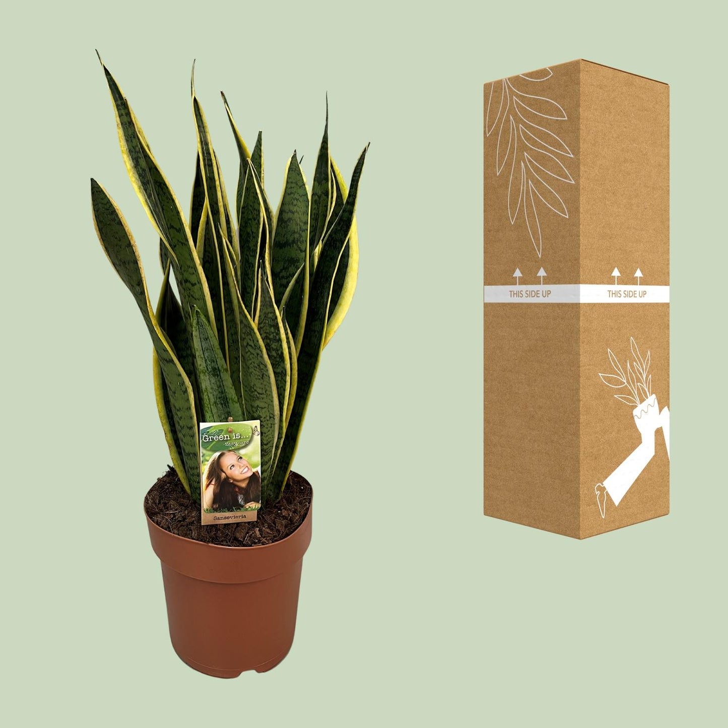 Sansevieria Trifasciata Laurentii - Ø21cm - ↕60cm