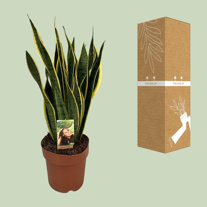 Sansevieria Trifasciata Laurentii - Ø21cm - ↕60cm