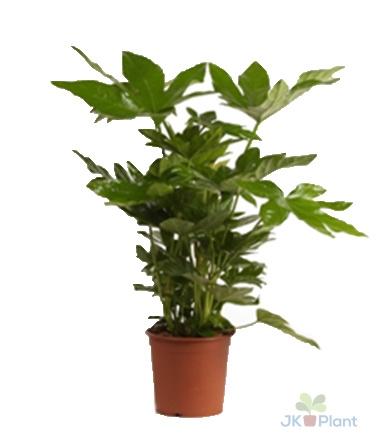 Fatsia Japonica