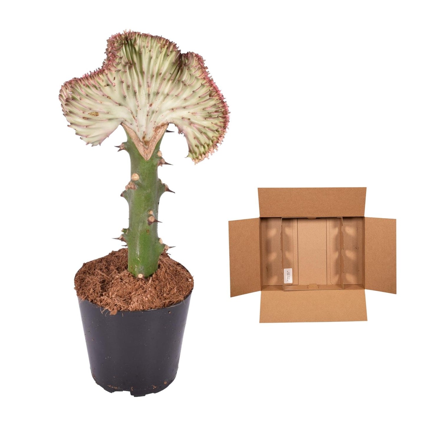 Korallenkaktus 'Cristata' Rot – 35 cm pflegeleichte Sukkulente