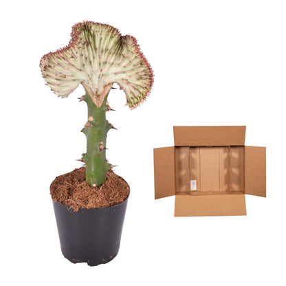 Korallenkaktus 'Cristata' Rot – 35 cm pflegeleichte Sukkulente