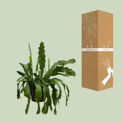 Epiphyllum Beavertale - Ø25cm - ↕60cm