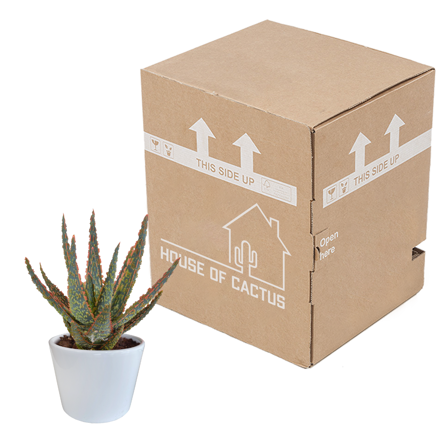 Zebra-Aloe 'Dannyz' – Exotische, pflegeleichte Sukkulente