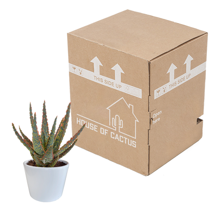 Zebra-Aloe 'Dannyz' – Exotische, pflegeleichte Sukkulente