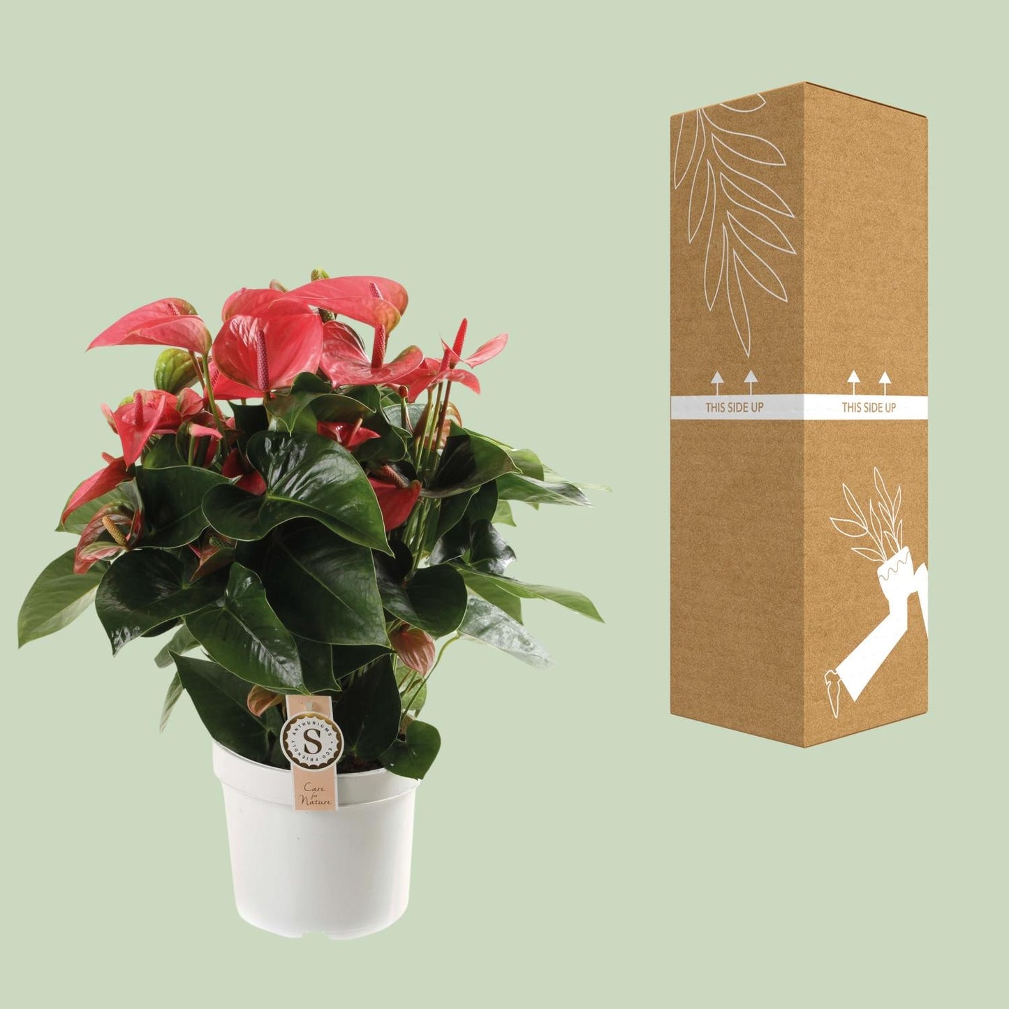 Anthurium Pink Champion - Ø21cm - ↕65cm