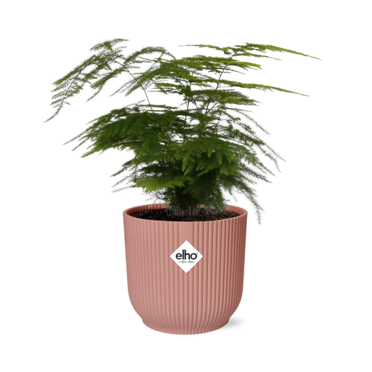 Asparagus Setaceus ‘Plumosus’ in ELHO Vibes Fold 14cm roze