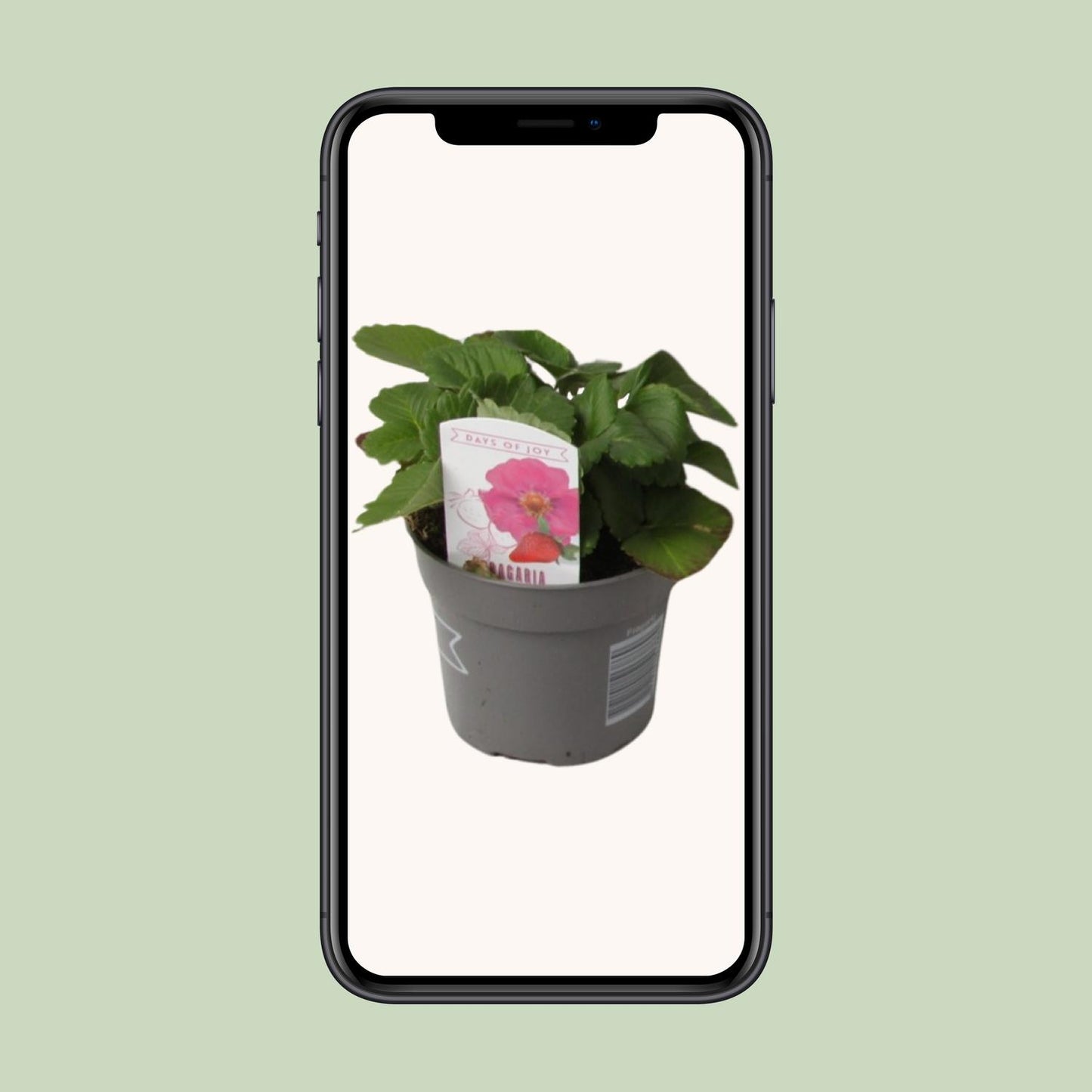 Fragaria Summer Breeze - Ø10,5cm - ↕20cm