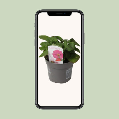 Fragaria Summer Breeze - Ø10,5cm - ↕20cm