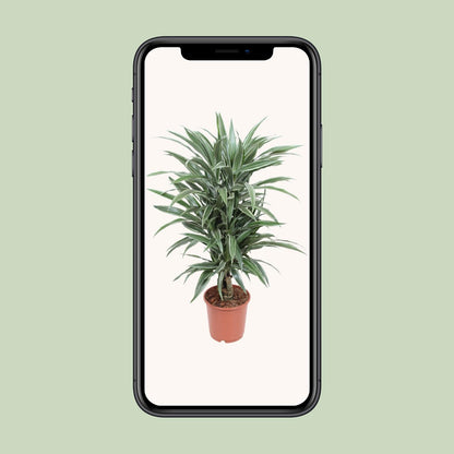 Dracaena Warneckei - Ø24cm - ↕100cm