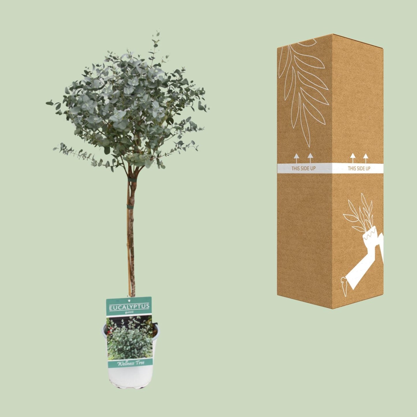 Eucalyptus - Ø17cm - ↕80cm