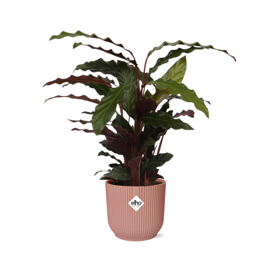 Calathea Rufibarba ‘Tropistar’ in ELHO Vibes Fold 14cm roze