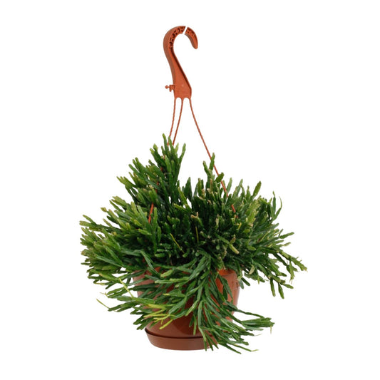 Rhipsalis Ewaldiana - Ø17cm - ↕45cm