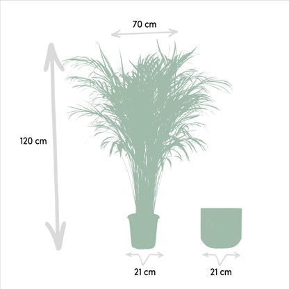 Goldfruchtpalme 110 cm – Elegante tropische Areca-Palme im 21 cm Topf