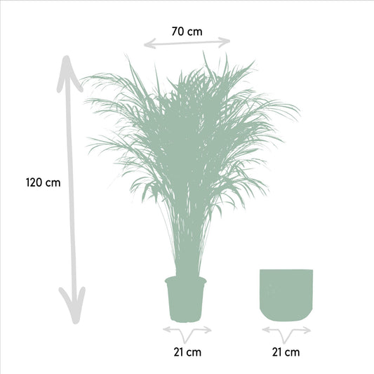 Goldfruchtpalme 110 cm – Elegante tropische Areca-Palme im 21 cm Topf