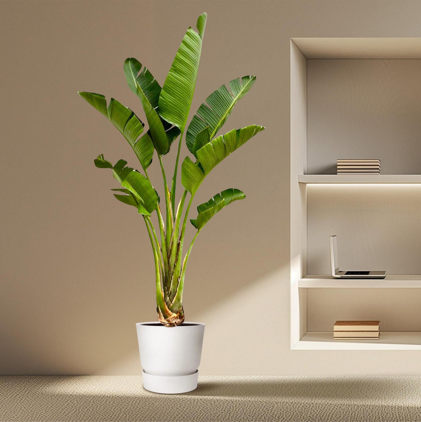 Weiße Paradiesvogelblume 250 cm – Strelitzia Augusta