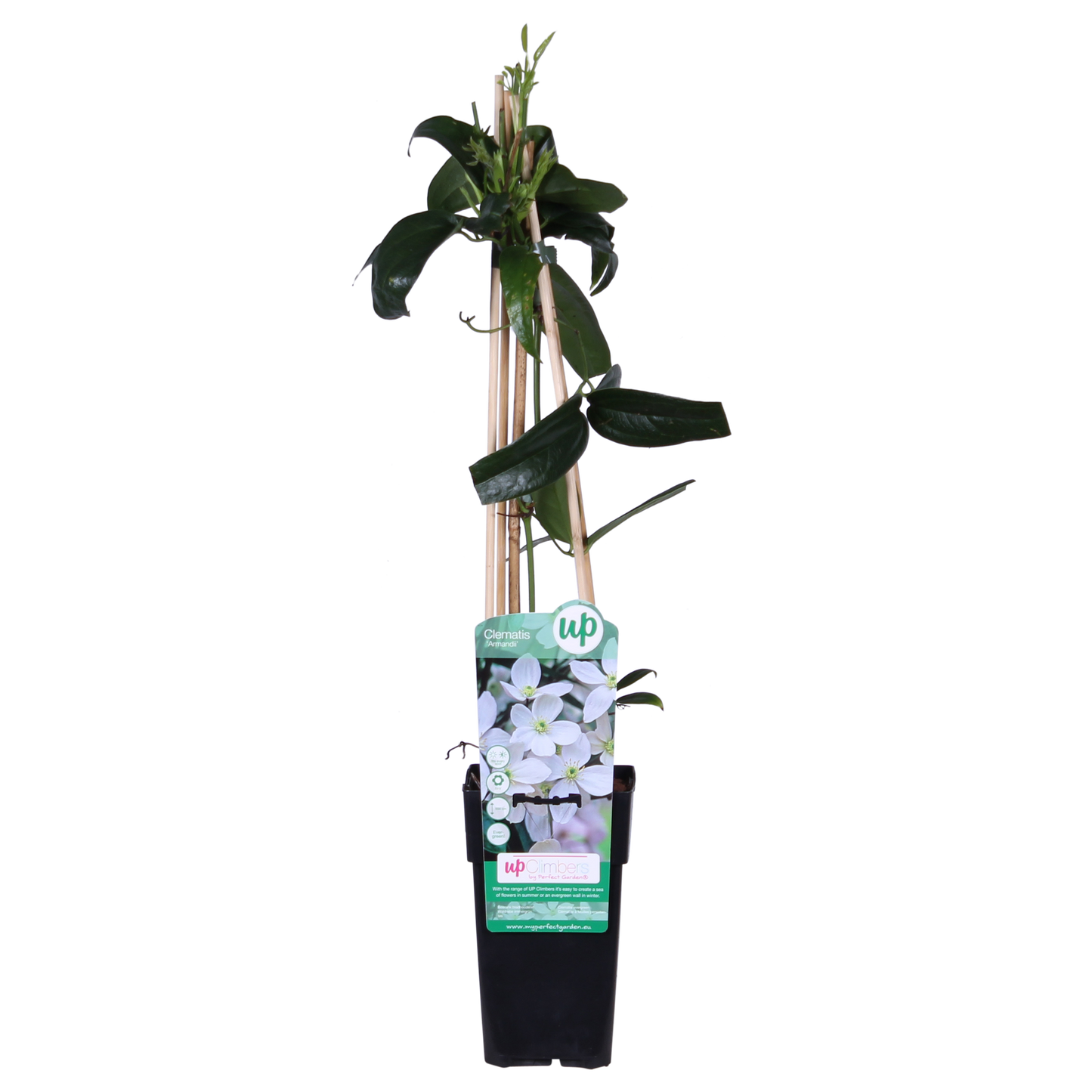 Clematis armandii - ImmergrÃ¼ne Clematis WeiÃŸ - Ø15cm - ↕65cm
