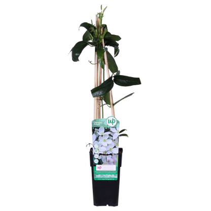 Clematis armandii - ImmergrÃ¼ne Clematis WeiÃŸ - Ø15cm - ↕65cm
