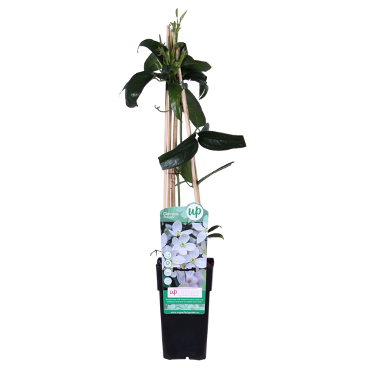 Clematis armandii - ImmergrÃ¼ne Clematis WeiÃŸ - Ø15cm - ↕65cm