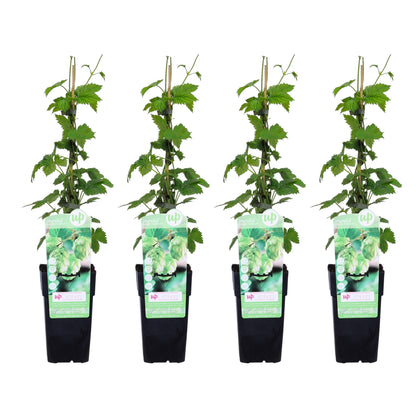 4x - Humulus lupulus 'Nordbrau' - ↨65cm - Ø15