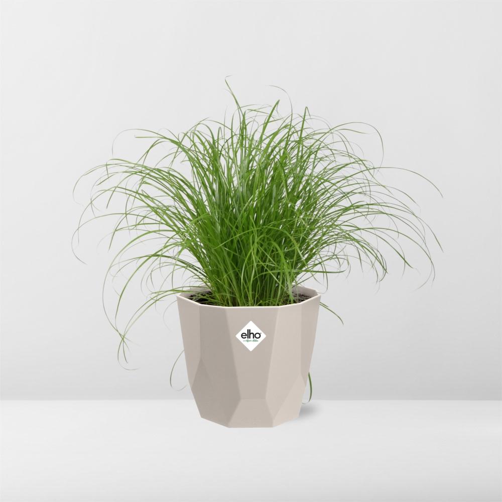 Cyperus Alternifolius Zumula Zonder Etiket in ELHO b.for rock 14 cm warm grey