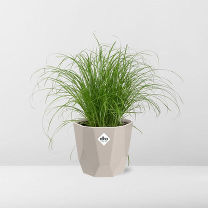 Cyperus Alternifolius Zumula Zonder Etiket in ELHO b.for rock 14 cm warm grey