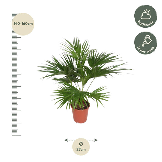 Chinesische Schirmpalme 170 cm – Tropische Zimmerpflanze